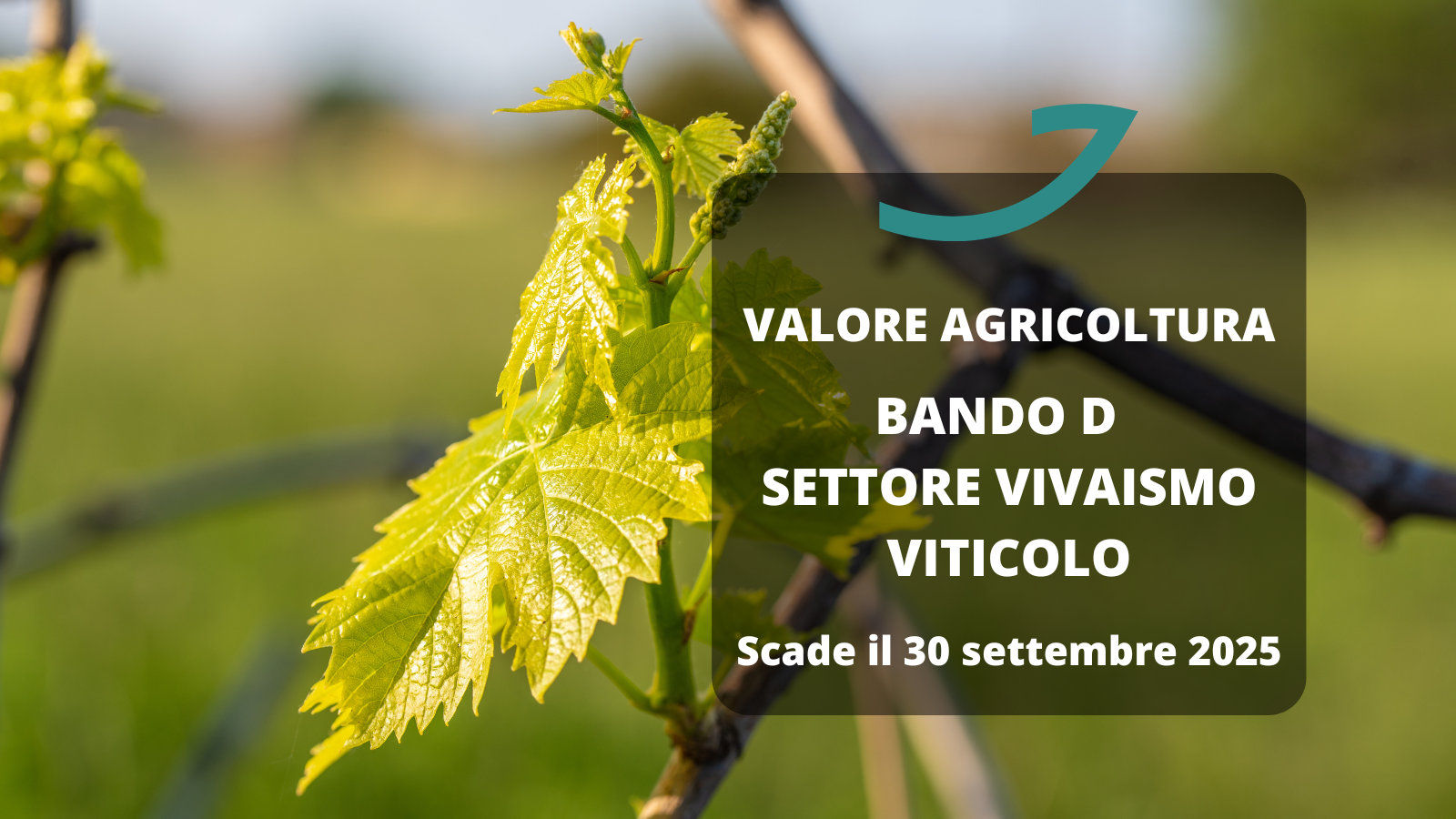 valore agricoltura bando vivaismo viticolo